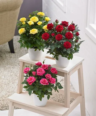 Букет комнатных роз в деревянной шляпной коробке купить с доставкой по  Санкт-Петербургу по выгодной цене в интернет-магазине цветов VanRose