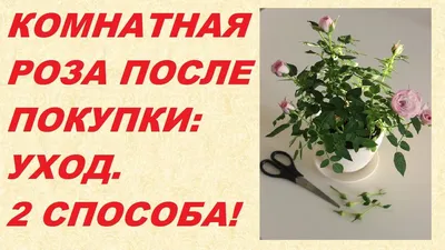 Комнатную розу выращивают по этим правилам | РБК Украина