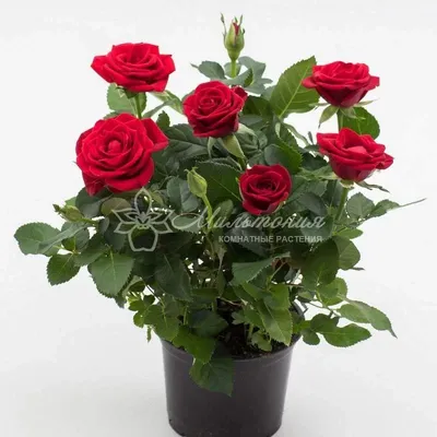 Комнатная роза Кордана красная Кармен | Купить в Москве фото,уход