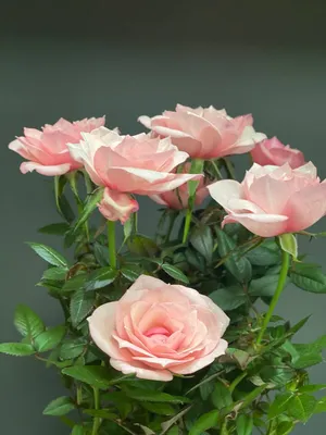 Роза Патио Белая Перл - купить, цена, отзывы в интернет-магазине комнатных  растений.