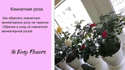 Комнатная роза сорт Кордана - обзор сорта и краткое руководство что делать  с розой после покупки. - YouTube