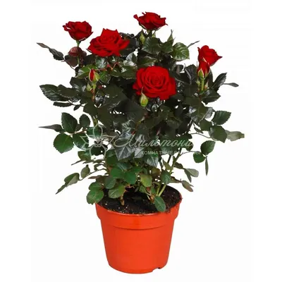 Комнатное растение Роза — фото, описание и уход. Вредители и болезни  растений, борьба с ними