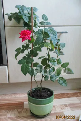 Комнатная роза 3 — купить в Красноярске. Горшечные растения и комнатные  цветы на интернет-аукционе Au.ru
