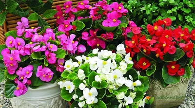 Комнатное растение \"Бегония рекс Инка Грин\" купить по низкой цене в  интернет-магазине kashpo.store