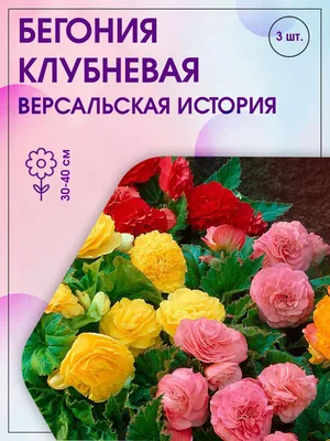 Бегония Рекс - Цветочный Маркет 24 в Москве