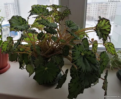 Комнатное растение \"Бегония\", артикул: 333092100, с доставкой в город  Красноярск