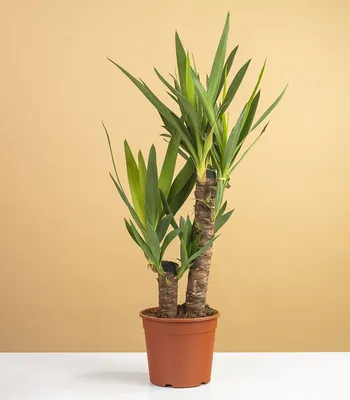 Комнатное растение юкка фото фотографии