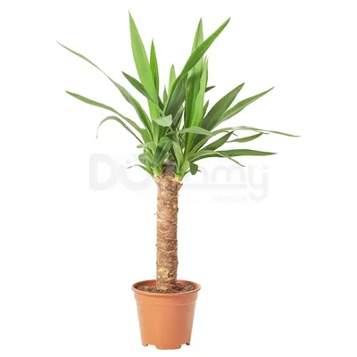 Купить Комнатное растение YUCCA ELEPHANTIPES 705.009.33 IKEA (ИКЕА ЮККА  СЛОНЫ) ᐈ DODOMY ᐈ в УКРАИНЕ