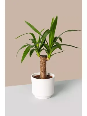 Юкка (Yucca) - купить в Минске с доставкой, цена и фото в интернет-магазине  Cvetok.by