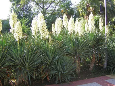 Yucca Юкка