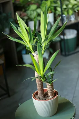 Каталог Юкка Вертакт (Yucca) Р233 от магазина daflor