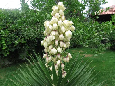 Юкка (Yucca) - купить в Минске с доставкой, цена и фото в интернет-магазине  Cvetok.by