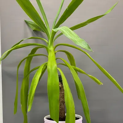 Комнатное растение Юкка, Live Plants Moscow, buy at a price of 5550 RUB,  Potted on Masterskaya cvetov Cvetofor with delivery | Flowwow