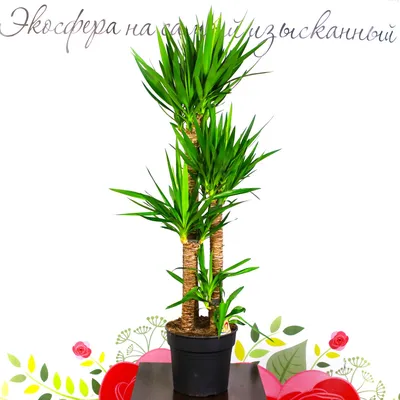 Юкка - Комнатные растения - Ag Ciceyim