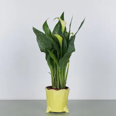 Калла, также известный как Zantedeschia прекрасное комнатное растение  Стоковое Изображение - изображение насчитывающей цветок, искусственни:  204579451