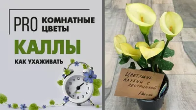 Калла Эллиота персиковая - купить по выгодной цене с доставкой по Москве и  РФ