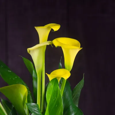 Калла (Calla) микс в горшке купить в Лунинце, закажи, а мы доставим.