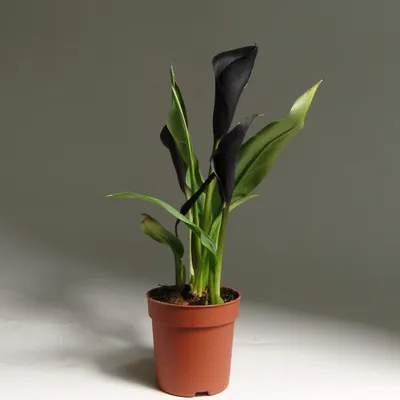 Калла - клубневое растение, которое можно выращивать не только в саду, но и  как комнатное растение - YouTube