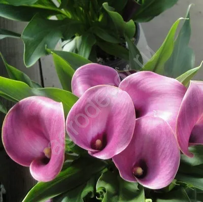 Комнатное растение Калла | Лучший знак внимания Сайт цветов