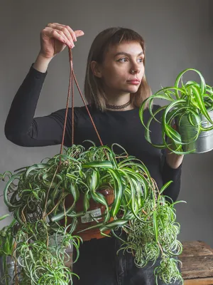 Хлорофитум (Chlorophitum) купить, продажа Киев, цена, фото, уход