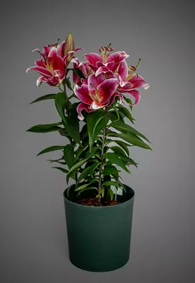 Комнатное растение лилия фото