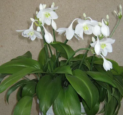 Лилия Азиатская Микс