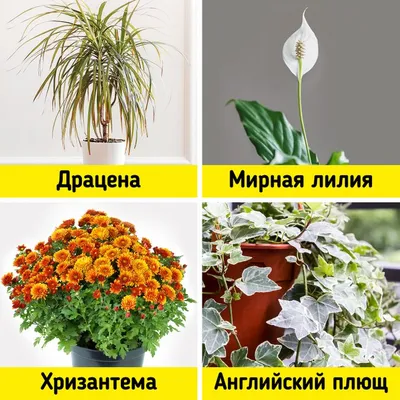 Aflowers - комнатные растения для Вас - 🌺Лилия - цветок который или любят  или ненавидят! Но то что в горшке они могут радовать не одну неделю это  точно! 🚚🌺 Доставка по городу!