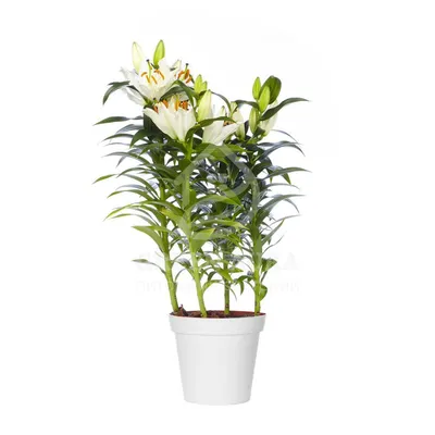 Комнатное растение лилия фото фотографии