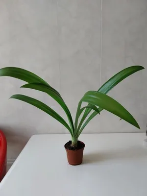 Лилия белая /Lilium/