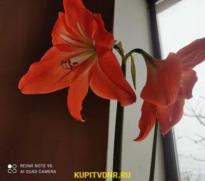 Лилии. Классификация гибридов. Способы хранения посадочного материала |  Интернет-магазин садовых растений