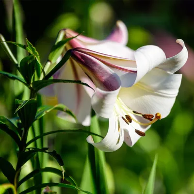 Комнатное растение - лилия мира Floribundum Spathiphyllum Стоковое Фото -  изображение насчитывающей декоративно, рост: 104591502