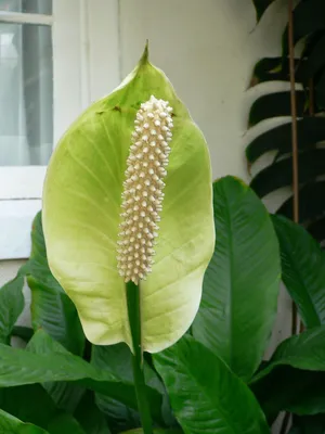 Спатифиллум (лат. Spathiphyllum), d 10,5 | Flowers Valley