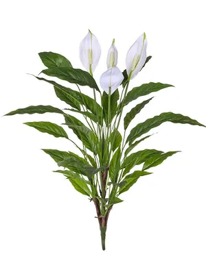 Спатифиллум (Spathiphyllum)