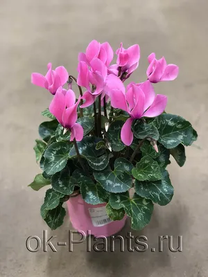 Цикламен Розовый - купить, цена, отзывы в интернет-магазине комнатных  растений.