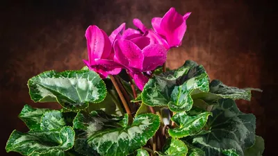 Цикламен темно-фиолетовый ⌀12 купить в Москве с доставкой | Магазин растений  Bloom Story (Блум Стори)