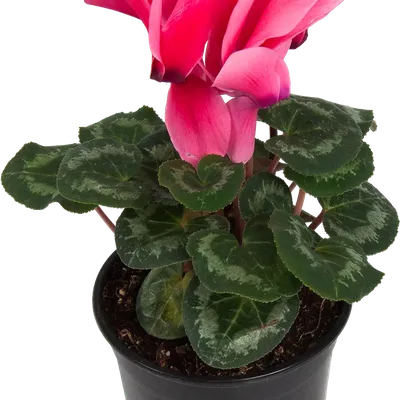 Растение комнатное Цикламен персидский d 15 см - купить с доставкой на дом  в СберМаркет