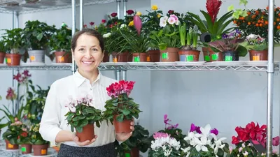 Цикламен персидский Розовый, СЕМЕНА, 5 шт Комнатные растения и цветы |  AliExpress