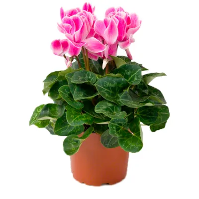 Комнатное растение Цикламен, Живые растения в Пушкине, купить по цене 1400  RUB, Цветы в горшках в Орхидея с доставкой | Flowwow