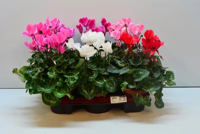 Растение цикламен (Cyclamen) 2127 | Магазин цветов с доставкой в Минске
