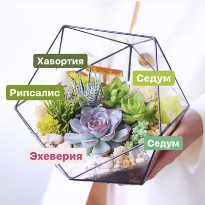 Кактусы: виды, фото и названия - все виды цветущих домашних и декоративных  кактусов на русском языке