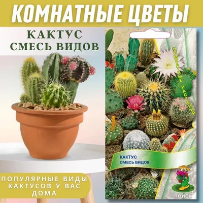 Помогите определить название - Комнатные растения, фото и названия -  GreenInfo.ru