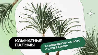 Комнатная пальма: виды с фото и названиями, особенности ухода за цветком в  домашних условиях