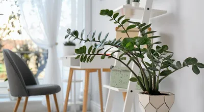 8 самых красивых комнатных растений для вашей квартиры (и декора не нужно)  | ivd.ru