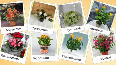 Комнатные цветы и растения для кухни — выбираем неприхотливые, полез� | комнатные  растения | Постила