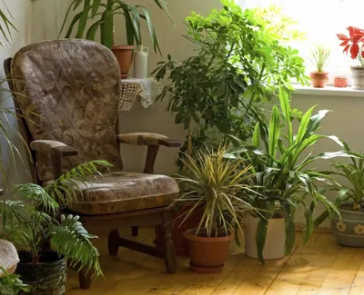 Домашние растения как часть интерьера - статьи про мебель в блоге «Гуд  Мебель»