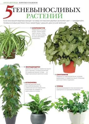 Комнатные растения для озеленения кухни: какие растения подходят для кухни