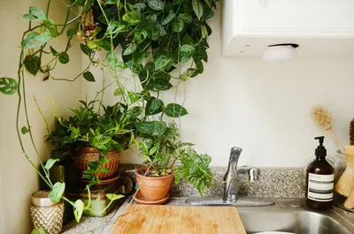 Самые неприхотливые комнатные растения, которые почти невозможно убить