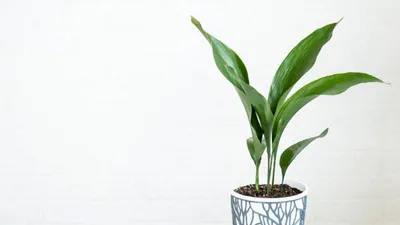 Украшение дома поддельные красочные наружные комнатные растения в горшках  культура бонсай мяч дерево – лучшие товары в онлайн-магазине Джум Гик