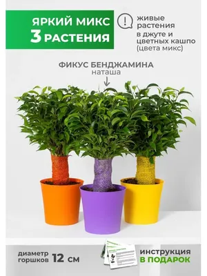 Заказать Фикус кинки с доставкой по Челябинску в интернет-магазине  greenmarket74 | «Гринмаркет»