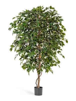 Фикус бенджамина переплетенный гигант высотой 120см в горшке (Ficus  benjamina exotica twist) купить с доставкой в СПб